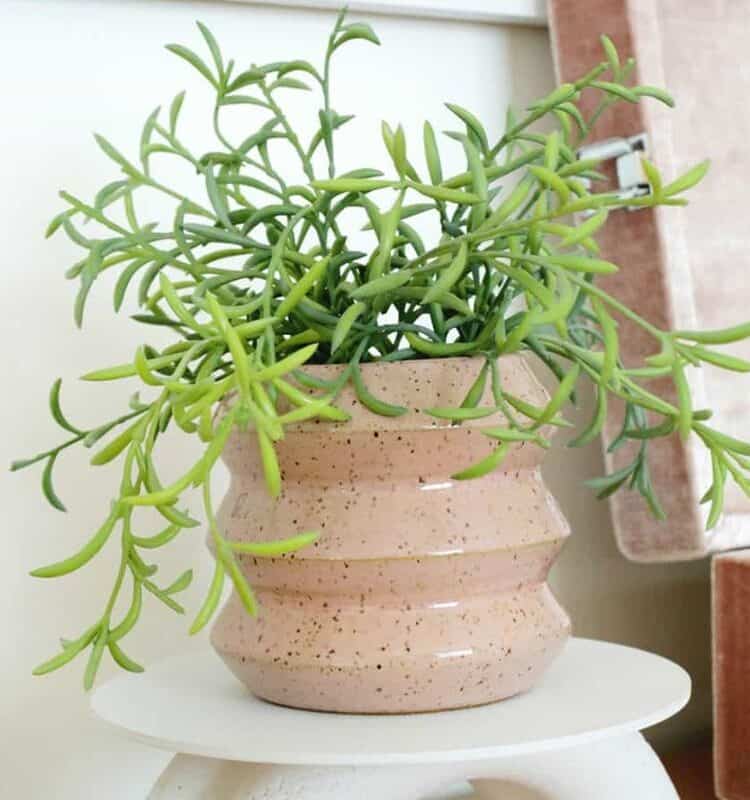 best house plants