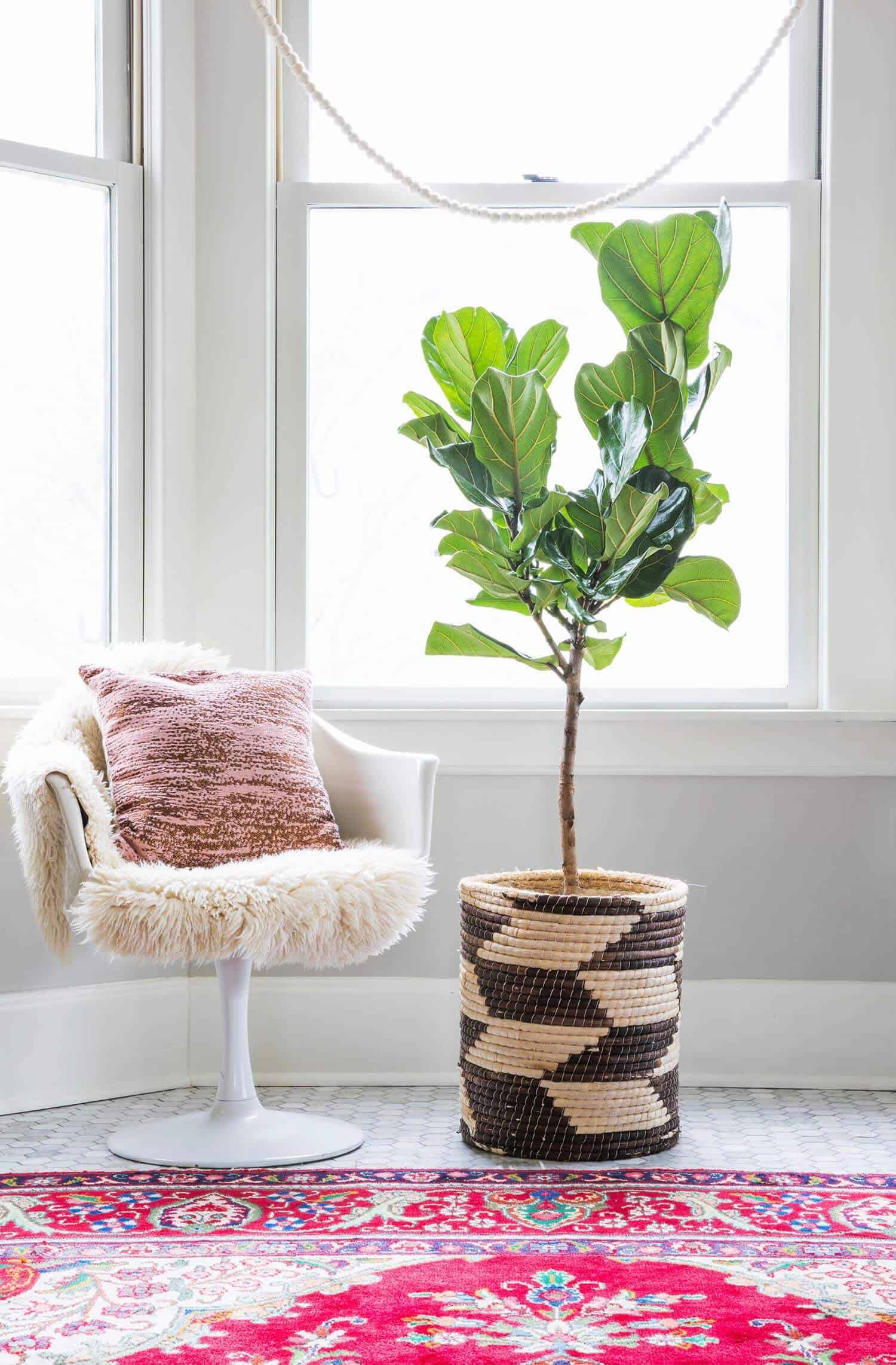 fiddle leaf fig plant in pot next to white chair with pink pillow on it