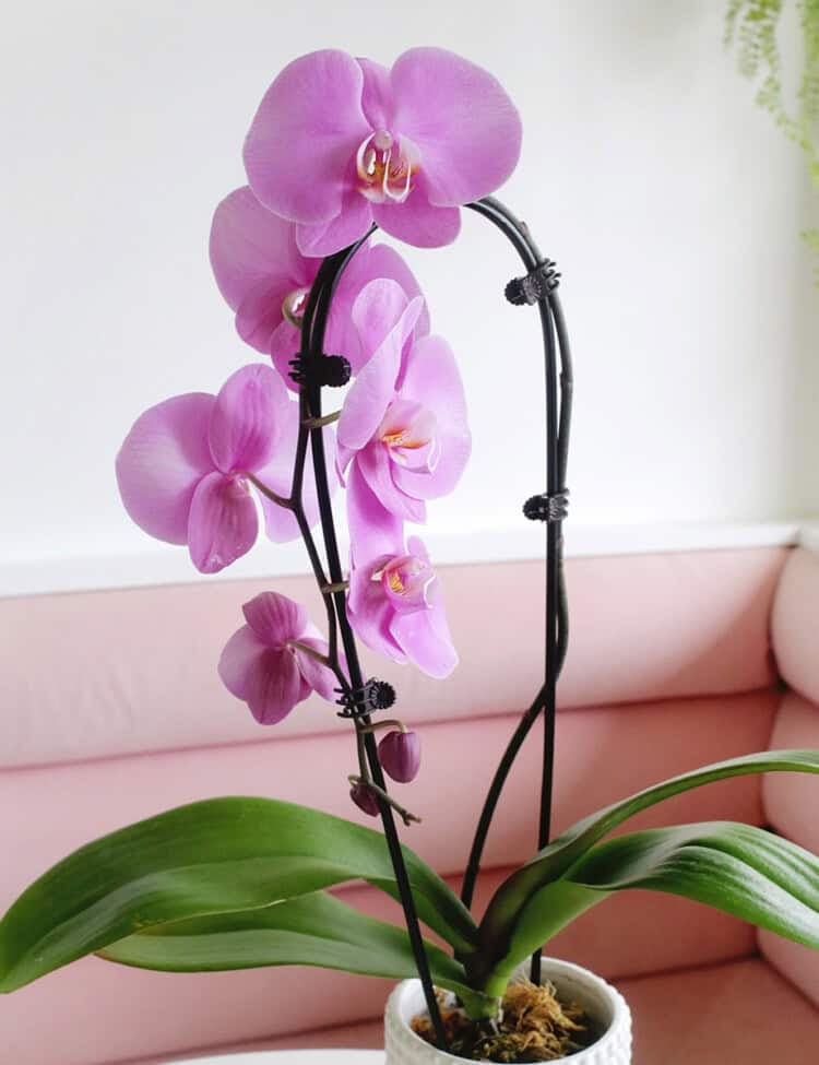 orchid care