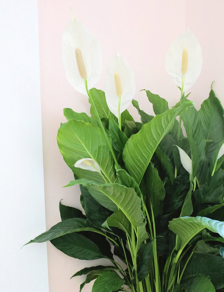 peace lily with flowers